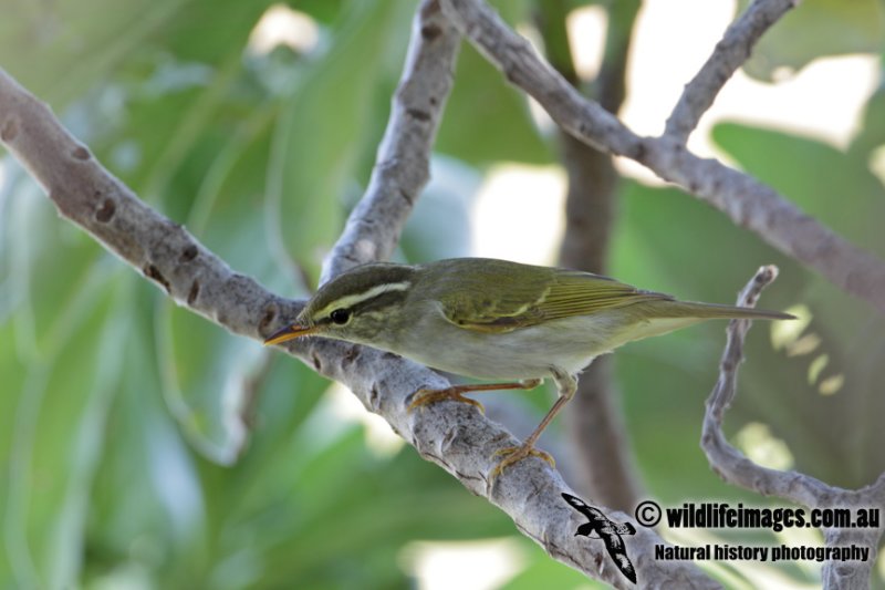 Eastern Crowned Warbler 3114.jpg