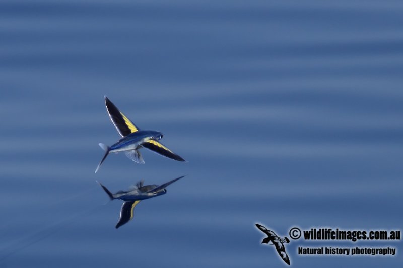 Spotfin Flying Fish 7467.jpg