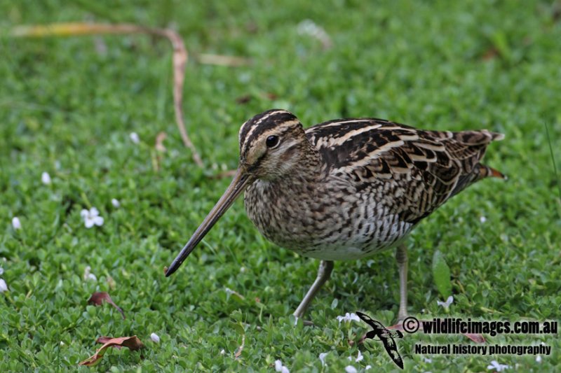 Lathams Snipe a0013.jpg