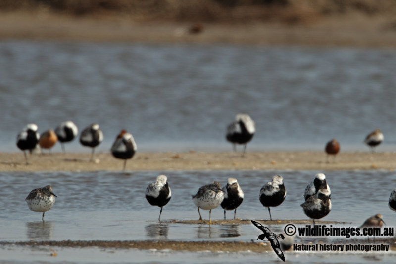 Nordmanns Greenshank a8816.jpg