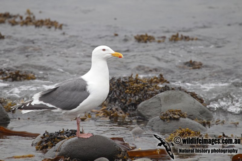 Slaty-backed Gull a1254.jpg