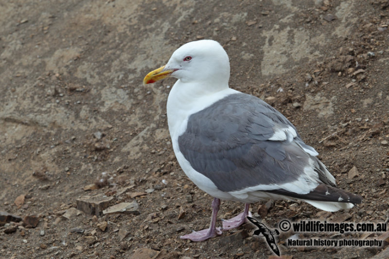 Slaty-backed Gull a4034.jpg