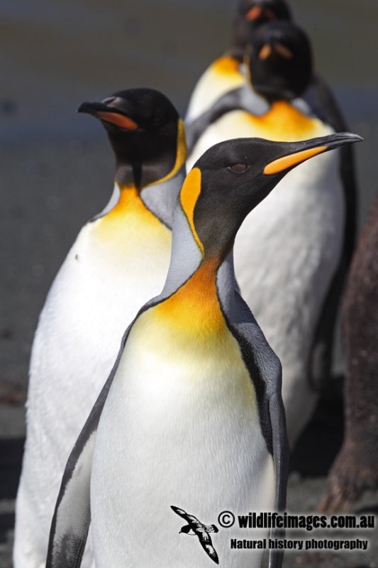 King Penguin a7462.jpg
