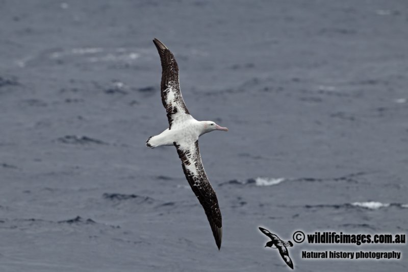 Wandering Albatross a5383.jpg