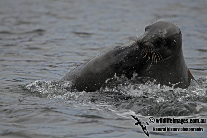 Hookers Sea-lion a0684.jpg