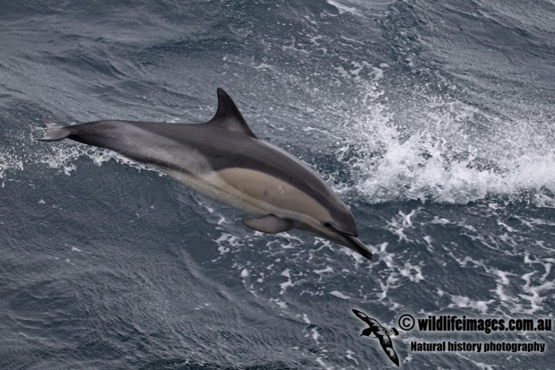 Common Dolphin a7143.jpg