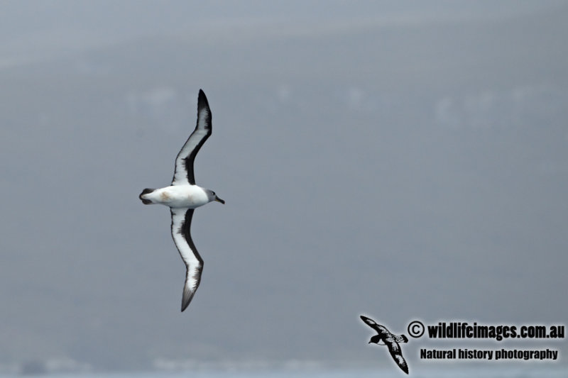 Grey-headed Albatross a1513.jpg