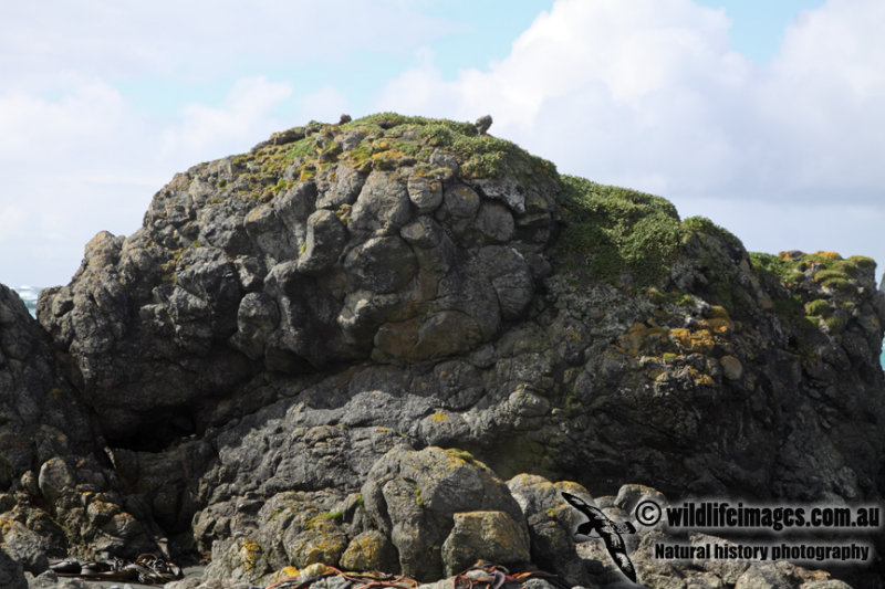 Macquarie Island a8457.jpg