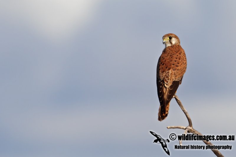 Nankeen Kestrel 2825.jpg