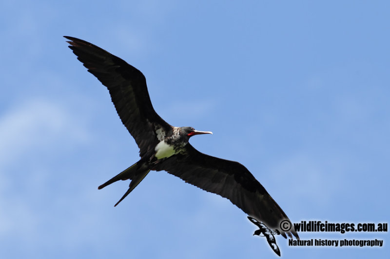 Christmas Island Frigatebird 3339.jpg