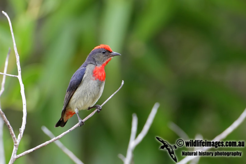 Papuan Flowerpecker 7839.jpg