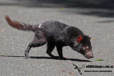 g4/73/838473/3/132712972.qDMA3Mim.jpg