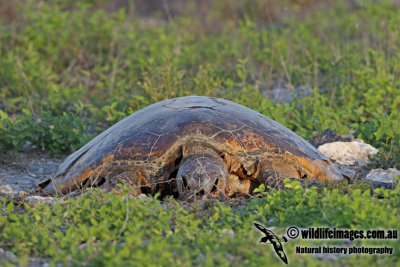 Chelonia mydas a0976.jpg