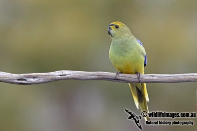 Blue-winged Parrot a6625.jpg