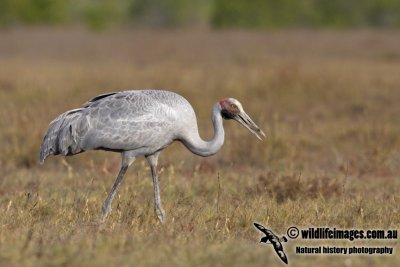 Brolga a4202.jpg