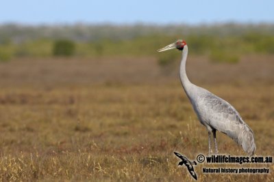 Brolga a4204.jpg