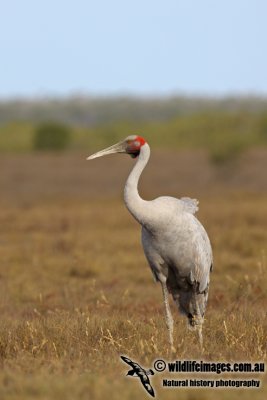 Brolga a4212.jpg