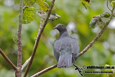 Christmas Island Imperial-Pigeon 4626.jpg