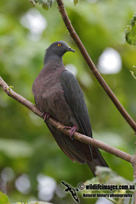 Christmas Island Imperial-Pigeon 4639.jpg
