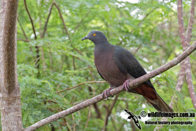 Christmas Island Imperial-Pigeon 4658.jpg