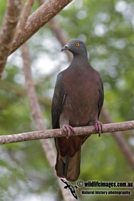 Christmas Island Imperial-Pigeon 4662.jpg