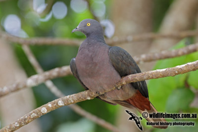 Christmas Island Imperial-Pigeon 4690.jpg
