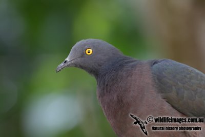 Christmas Island Imperial-Pigeon 4715.jpg