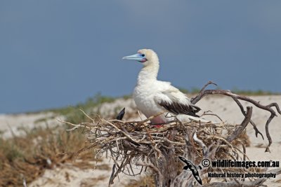 Red-footed Booby a0655.jpg