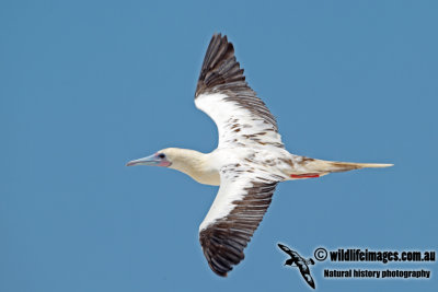 Red-footed Booby a2054.jpg
