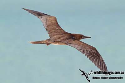 Red-footed Booby a2095.jpg