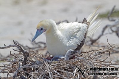 Red-footed Booby a2107.jpg