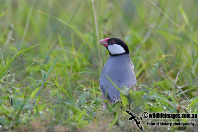 Java Sparrow 5902.jpg