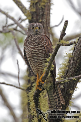 Christmas Island Goshawk 3927.jpg