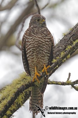 Christmas Island Goshawk 3954.jpg