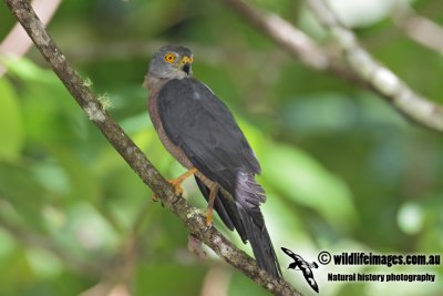 Christmas Island Goshawk 5495.jpg