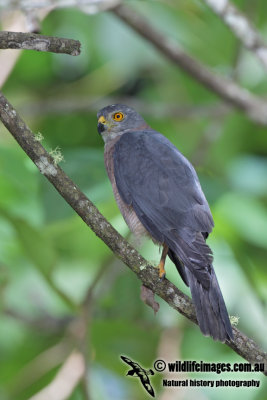 Christmas Island Goshawk 5507.jpg