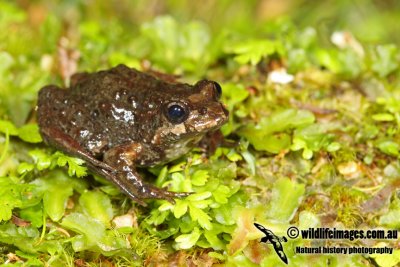 Tasmanian Froglet - Crinia tasmaniensis