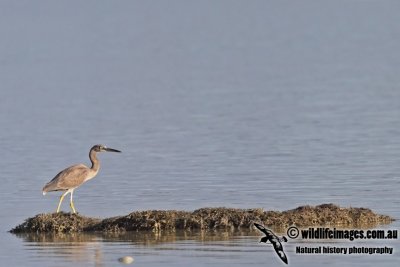 Western Reef Egret a7679.jpg