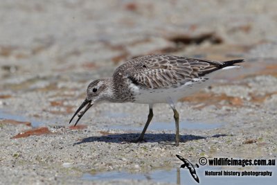 Great Knot a3270.jpg