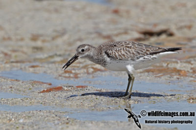 Great Knot a3281.jpg