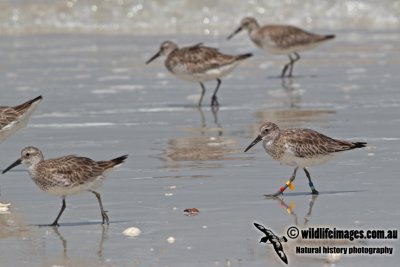 Great Knot a3811.jpg