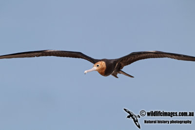 Lesser Frigatebird a0658.jpg