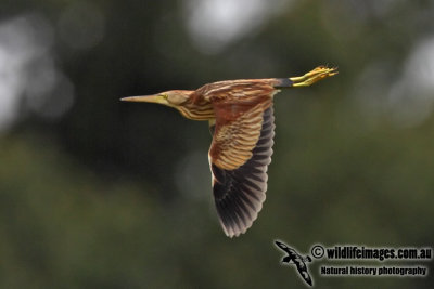 Yellow Bittern  (Australian vagrant)