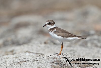 Semipalmated Plover a3184.jpg