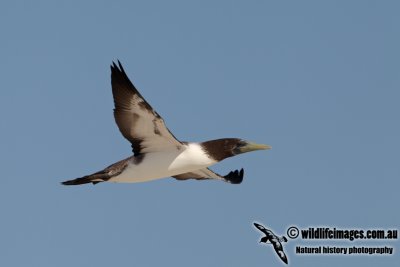 Masked Booby a2481.jpg