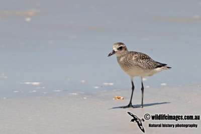 Grey Plover a4073.jpg