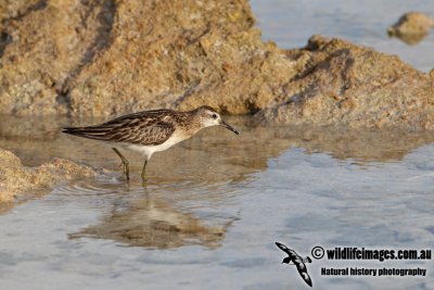 Sharp-tailed Sandpiper a0921.jpg