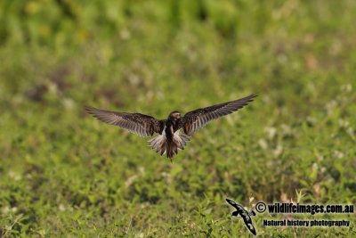 Sharp-tailed Sandpiper a1431.jpg