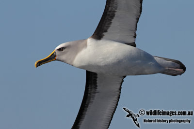 Buller's Albatross 7417.jpg