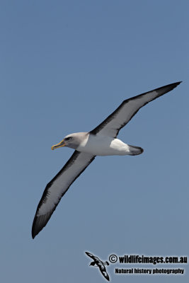 Buller's Albatross 8027.jpg